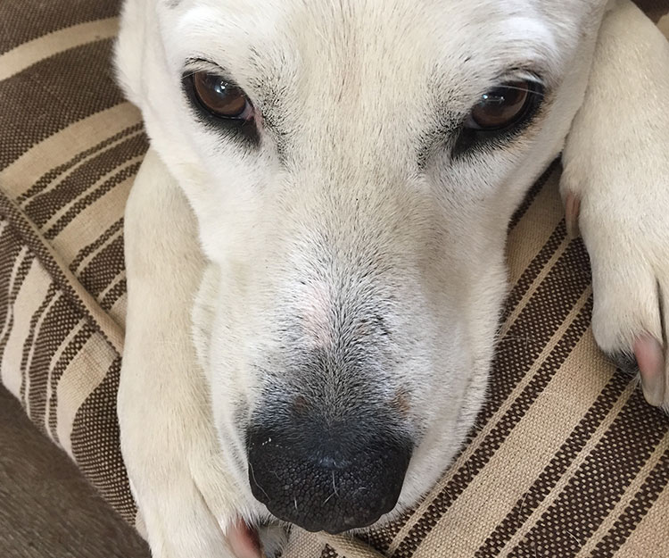 Pet Friendly Hotels
