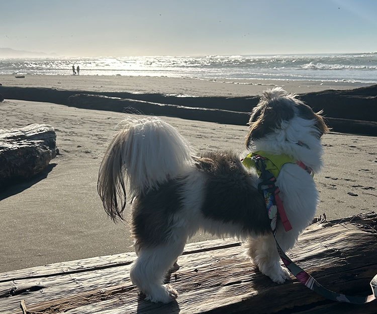 brachycephalic-dog-form