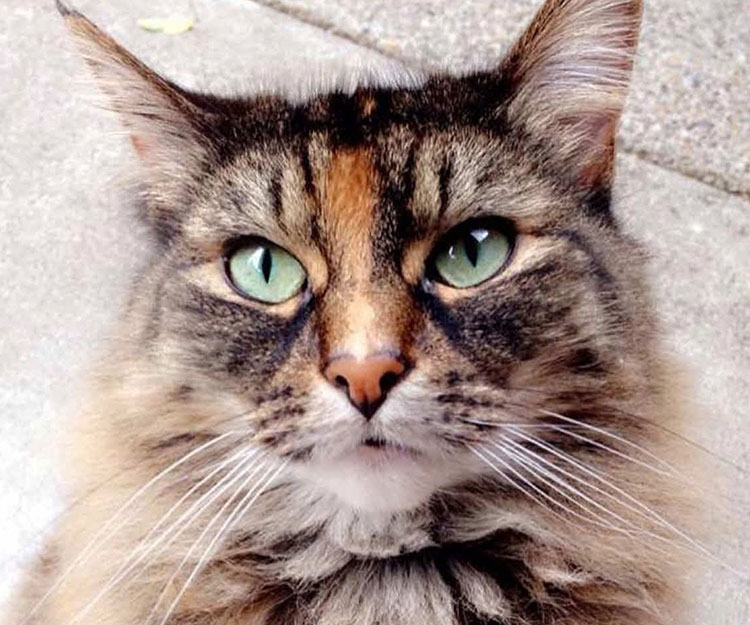 New Client Form Image