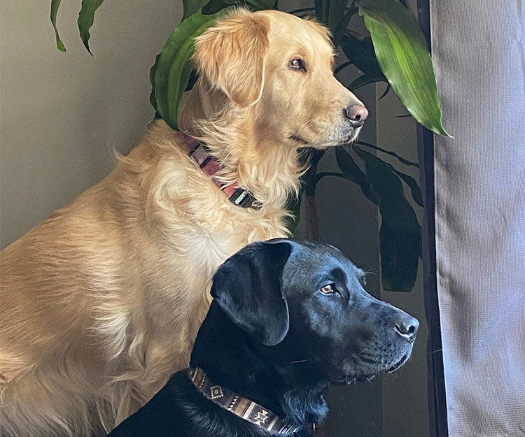 Pre-Consultation Form Image